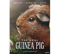 The Real Guinea Pig