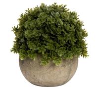 The Recipe Miniature Hebe Veronica In Pot