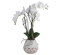 The Recipe White Orchid In Stone Pot, 19956
