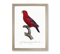 The Red Lory By F. Levaillant Vintage Framed Print | A4 Oak Framed Wall Art | Ready to Hang | Classic Nature Picture | Living Room Bedroom Lounge Office