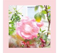 The Reds, Pinks and Purples - Summer at Land's End [VINYL]