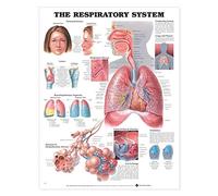 The Respiratory System