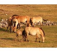 The Rise of the Steppe Nomads