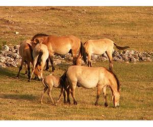 The Rise of the Steppe Nomads