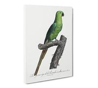 The Rose Ringed Parakeet By F. Levaillant Vintage Canvas Wall Art Print Ready to Hang, Framed Picture for Living Room Bedroom Home Office Décor, 30x20 Inch (76x50 cm)