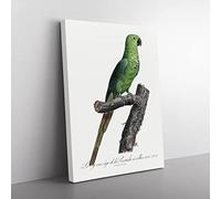 The Rose Ringed Parakeet By F. Levaillant Vintage Canvas Wall Art Print Ready to Hang, Framed Picture for Living Room Bedroom Home Office Décor, 60x40 cm (24x16 Inch)