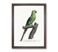 The Rose Ringed Parakeet By F. Levaillant Vintage Framed Wall Art Print, Ready to Hang Picture for Living Room Bedroom Home Office Décor, Walnut A4 (34 x 25 cm)