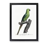 The Rose Ringed Parakeet By F. Levaillant Vintage Framed Wall Art Print, Ready to Hang Picture for Living Room Bedroom Home Office Décor, Black A3 (34 x 46 cm)