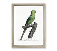The Rose Ringed Parakeet By F. Levaillant Vintage Framed Wall Art Print, Ready to Hang Picture for Living Room Bedroom Home Office Décor, Oak A3 (34 x 46 cm)
