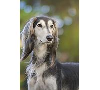 The Saluki Dog Journal: 150 page lined notebook/diary