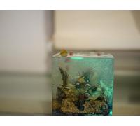 The Seaworld Glow Crystal Cube - Marine World