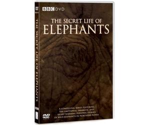 The Secret Life of Elephants [DVD]