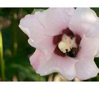 The Ship Captain's Medical Guide