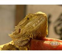 The Silver Dragons take on the White Falcons