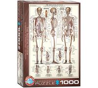 The Skeletal System