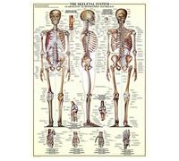 The Skeletal System