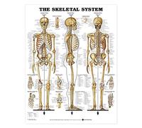 The Skeletal System Anatomical Chart