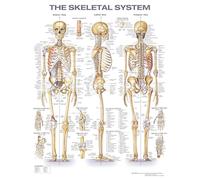 The Skeletal System Anatomical Chart