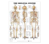 The Skeletal System Giant Chart