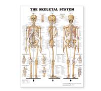 The Skeletal System Giant Chart
