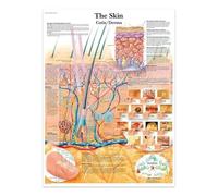The Skin Canvas Painting Posters And Prints The Body Structure Skeleton Wall Art Nervous System Anatomy Education Poster Medical 60X80Cm Unframed