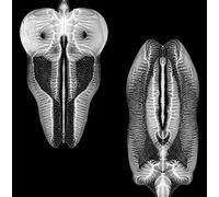 The Skull Defekts - Dances In Dreams Of The Known And Unknown [VINYL]