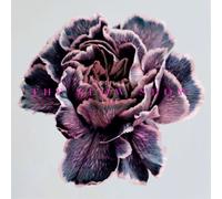 The Slow Show Still Life (CD) Album (US IMPORT)