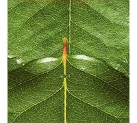 The Solitude Of Prime Numbers by Mike Patton (2011-11-08)