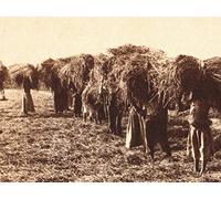 The Southern Colonies Take Root