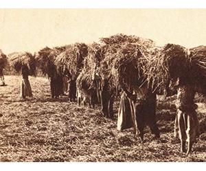 The Southern Colonies Take Root