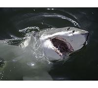 The Spawn Of El Diablo