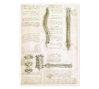 The Spine Poster by Leonardo da Vinci 13 x 18 cm Beige Wall art Wall decor
