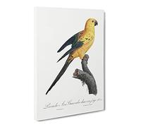 The Sun Parakeet By F. Levaillant Vintage Canvas Wall Art Print Ready to Hang, Framed Picture for Living Room Bedroom Home Office Décor, 24x16 Inch (60x40 cm)