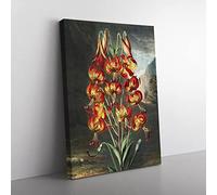 The Superb Lily By Robert John Thornton Vintage Canvas Wall Art Print Ready to Hang, Framed Picture for Living Room Bedroom Home Office Décor, 50x35 cm (20x14 Inch)
