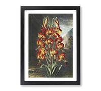 The Superb Lily By Robert John Thornton Vintage Framed Print | A4 Black Framed Wall Art | Ready to Hang | Classic Floral Picture | Living Room Bedroom Lounge Office
