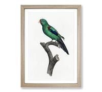 The Swift Parrot by F. Levaillant Framed Print | A2 Oak Framed Wall Art | Ready to Hang | Modern Animal Picture | Living Room Bedroom Lounge Office