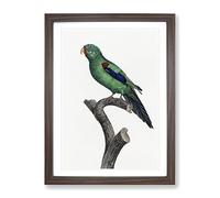 The Swift Parrot By F. Levaillant Vintage Framed Print | A2 Walnut Framed Wall Art | Ready to Hang | Classic Animal Picture | Living Room Bedroom Lounge Office