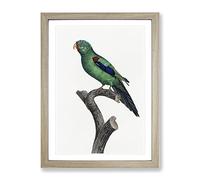 The Swift Parrot By F. Levaillant Vintage Framed Print | A3 Oak Framed Wall Art | Ready to Hang | Classic Animal Picture | Living Room Bedroom Lounge Office