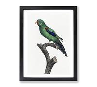 The Swift Parrot By F. Levaillant Vintage Framed Print | A4 Black Framed Wall Art | Ready to Hang | Classic Animal Picture | Living Room Bedroom Lounge Office