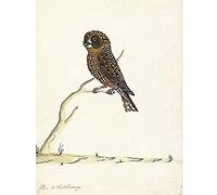The Sydney Bird Painter Boobook Owl Unframed Wall Art Print Poster Home Decor Premium