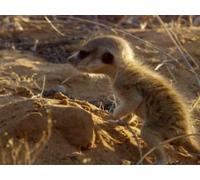 The Tail of Len and Squiggy