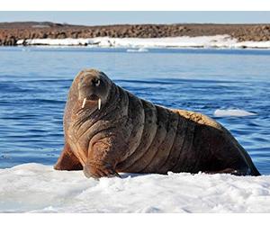 The Taxonomy of Marine Mammals