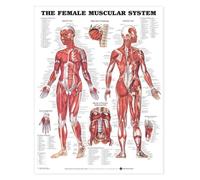 The the Female Muscular System Anatomical Chart
