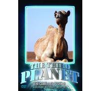 The Third Planet: The Camels Of Pushkar