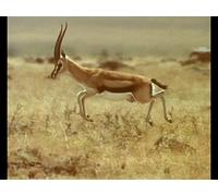 The Trials of Life - Episode 10