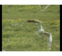 The Trials of Life - Episode 2