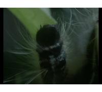 The Trials of Life - Episode 5