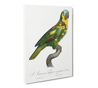 The Turquoise Fronted Amazon Parrot By F. Levaillant Canvas Print | Gallery Wrapped 30mm Frame Wall Art | 30x20 inches | Ready to Hang | Retro Animals Picture | Living Room Bedroom Lounge Office