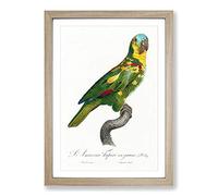 The Turquoise-Fronted Amazon Parrot by F. Levaillant Framed Print | A2 Oak Framed Wall Art | Ready to Hang | Modern Animal Picture | Living Room Bedroom Lounge Office