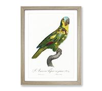 The Turquoise Fronted Amazon Parrot By F. Levaillant Vintage Framed Print | A2 Oak Framed Wall Art | Ready to Hang | Classic Animal Picture | Living Room Bedroom Lounge Office
